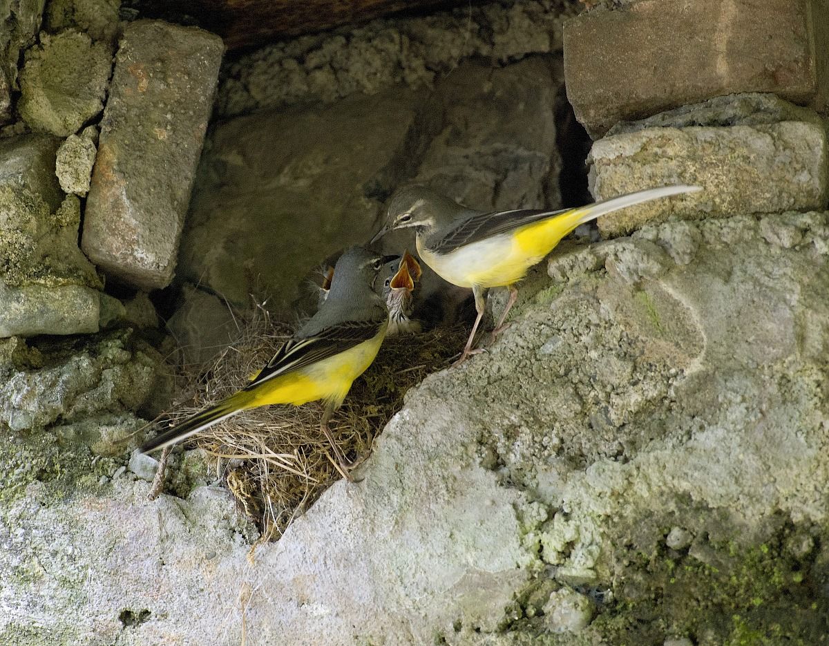 little family complete