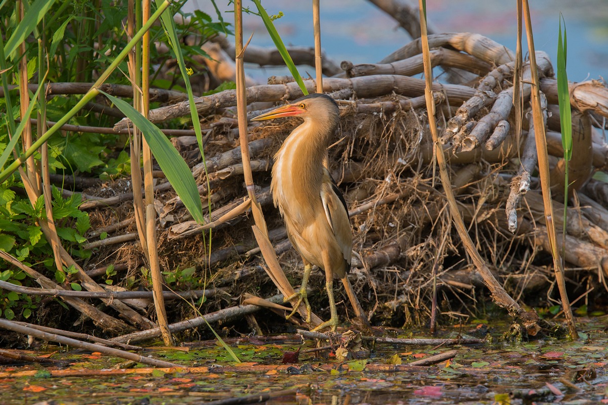 Tarabusino ambientato