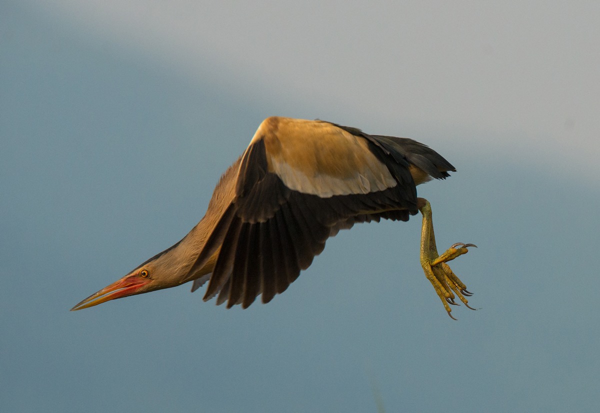 Bittern in flight