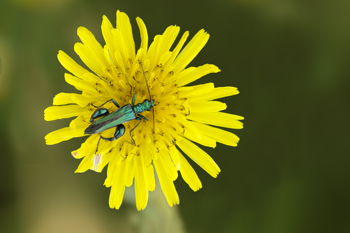 Oedemera nobilis