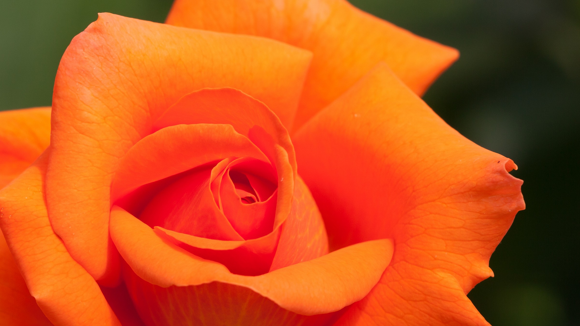 Orange Rose