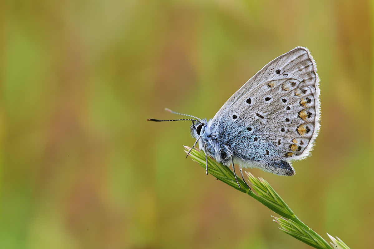 Polyommatus icarus