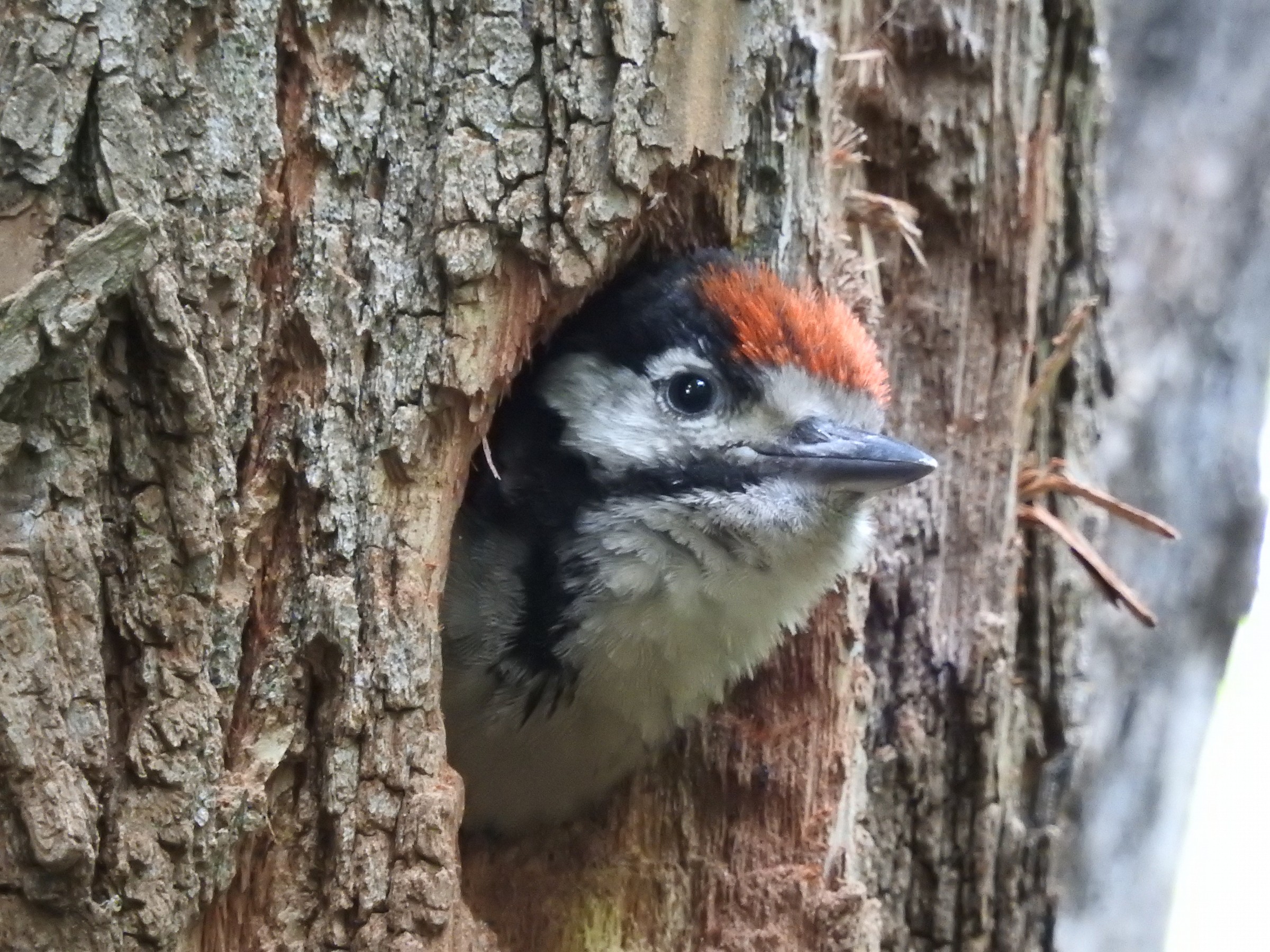 small woodpecker more