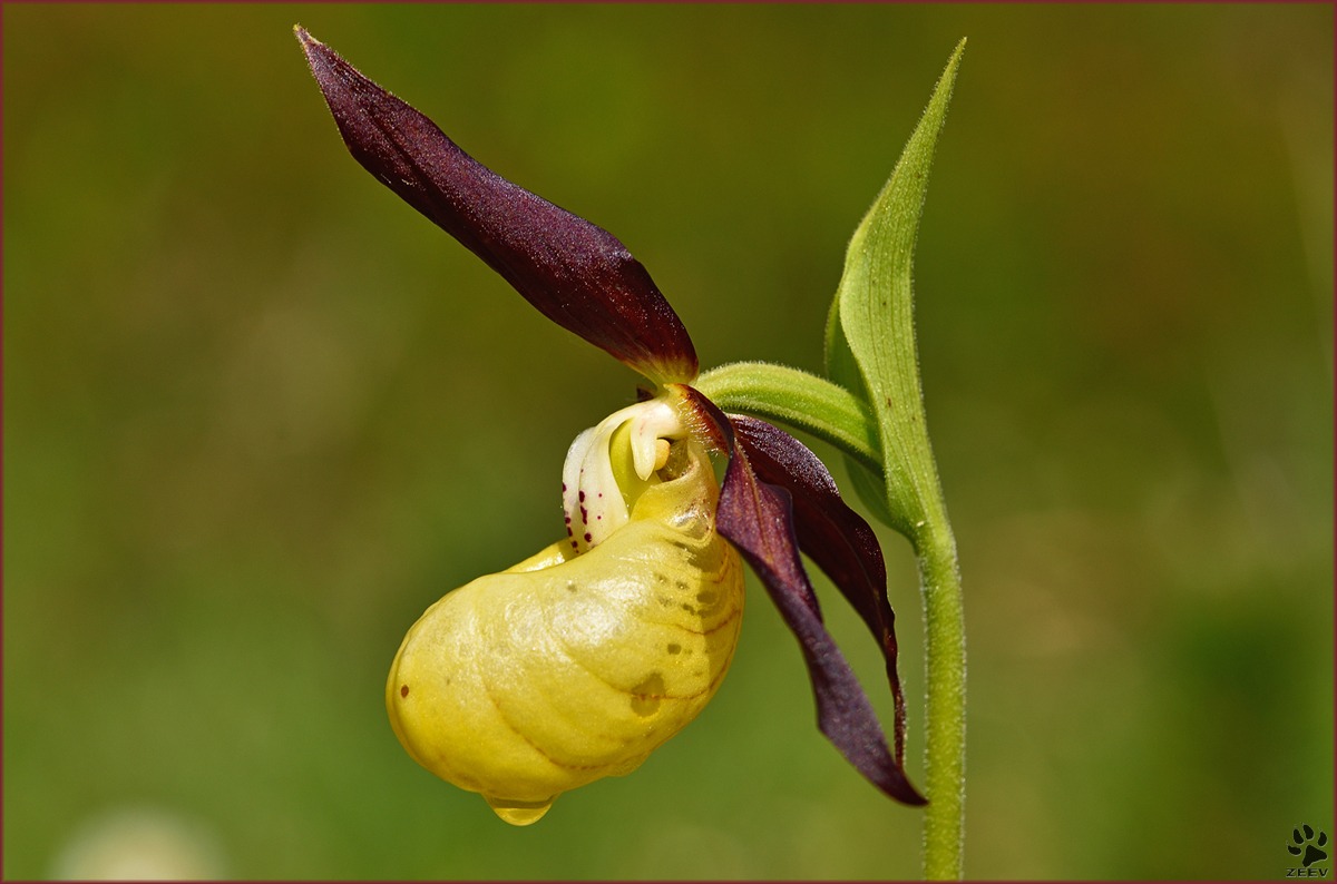 Cypripedium calceolus