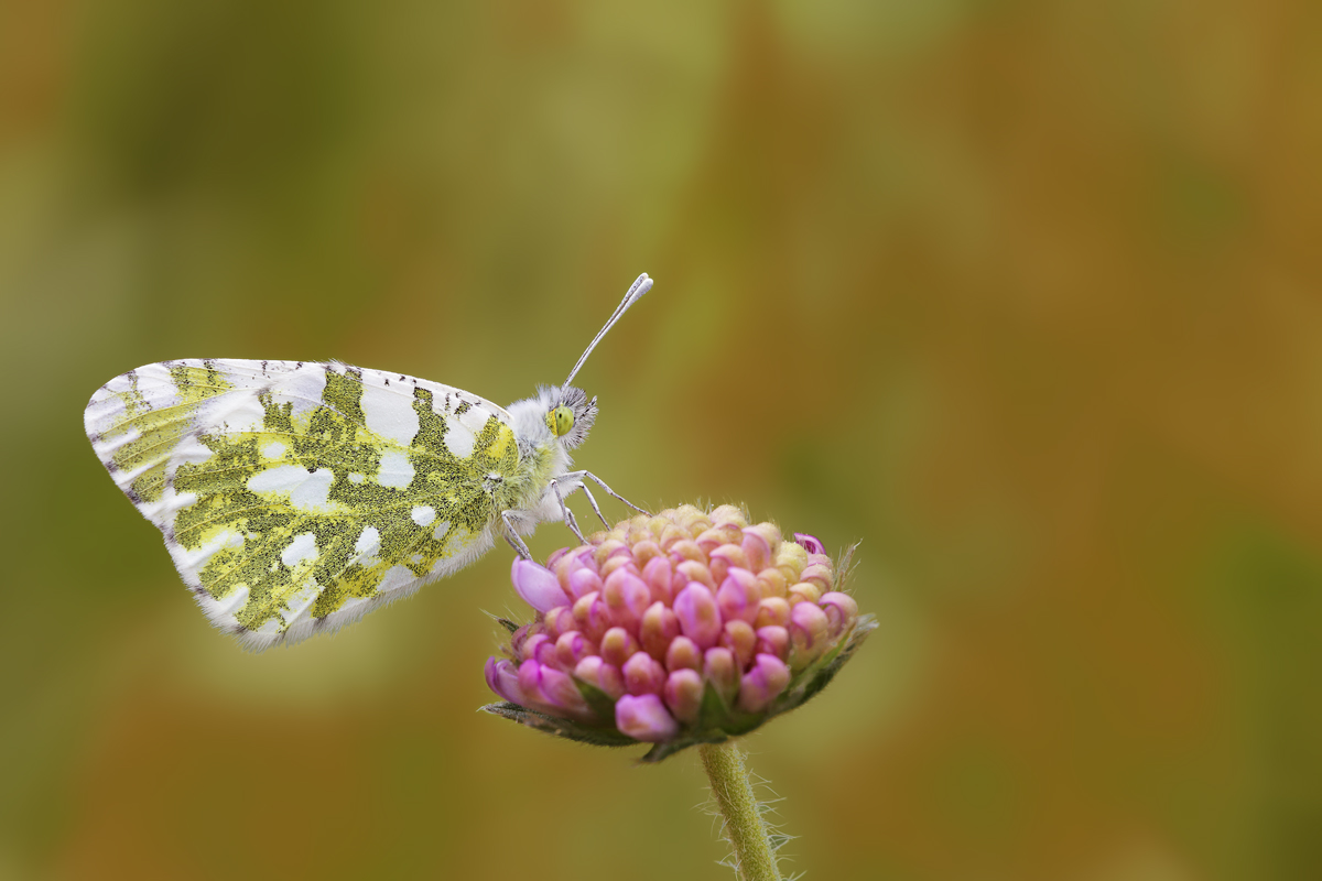 Anthocharis cardamines femmina