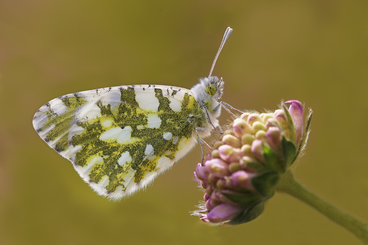 Anthocharis cardamines femmina