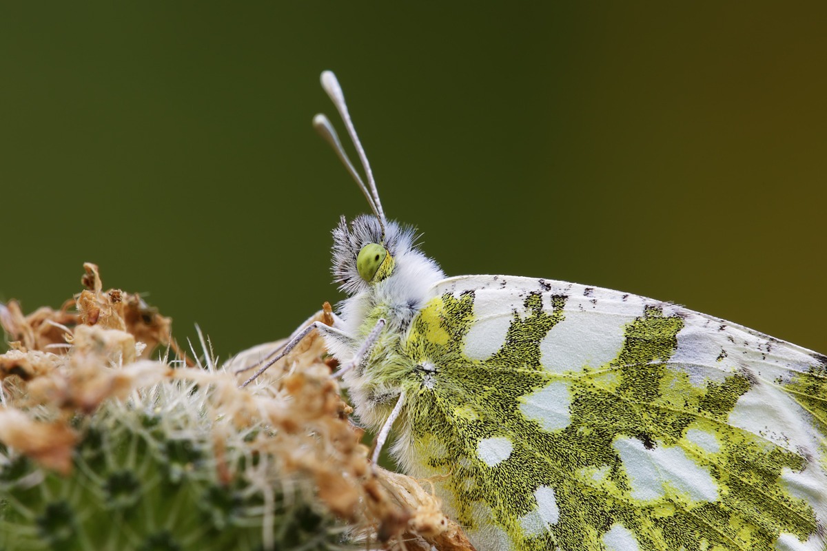 Anthocharis cardamines femmina