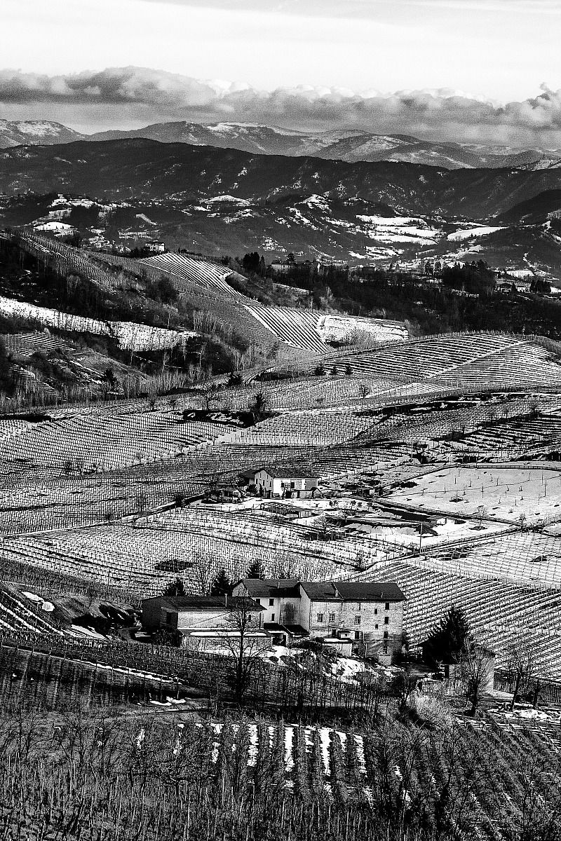 vigne d'inverno