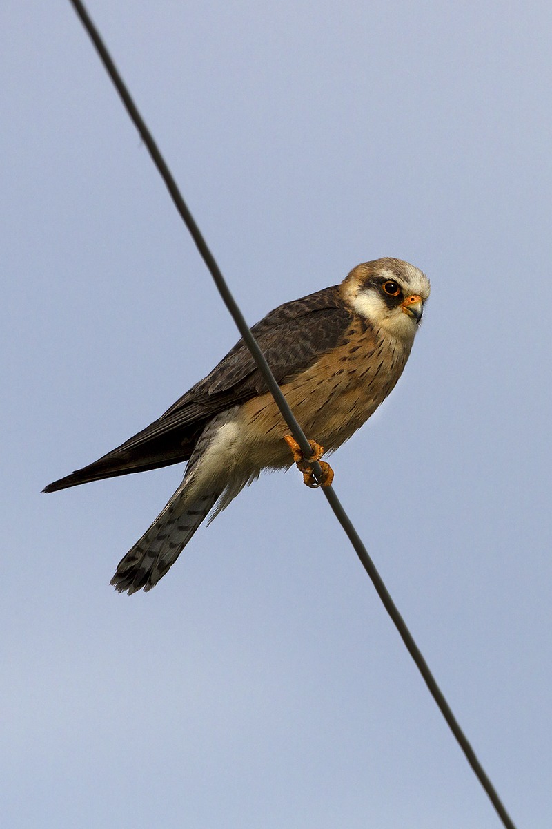 Red-footed falcon female