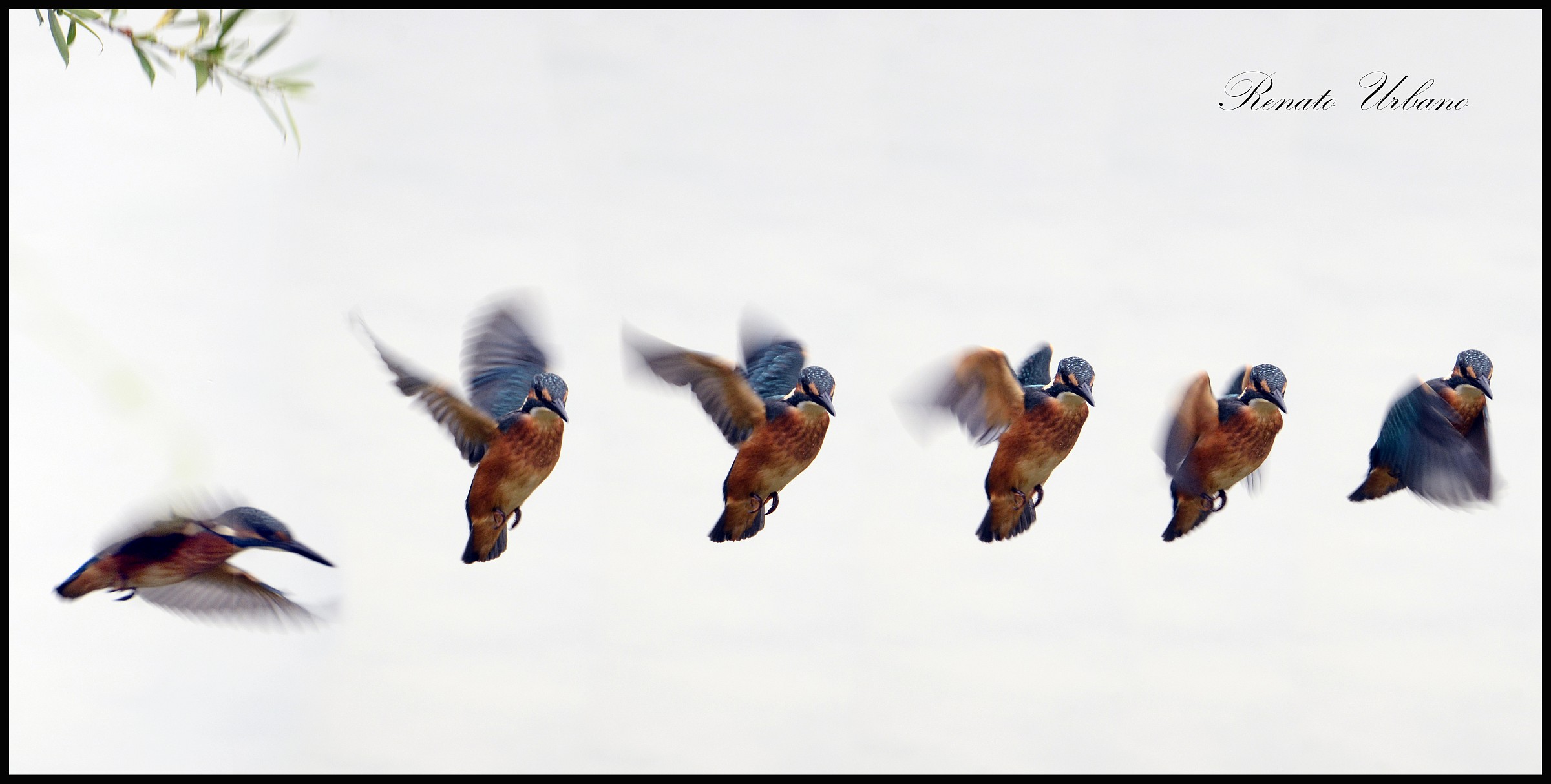 The flight of Kingfisher