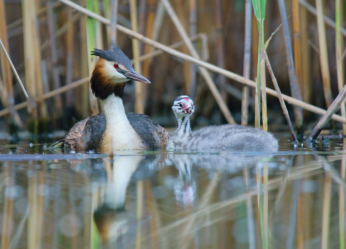 Sheltered in the reeds
