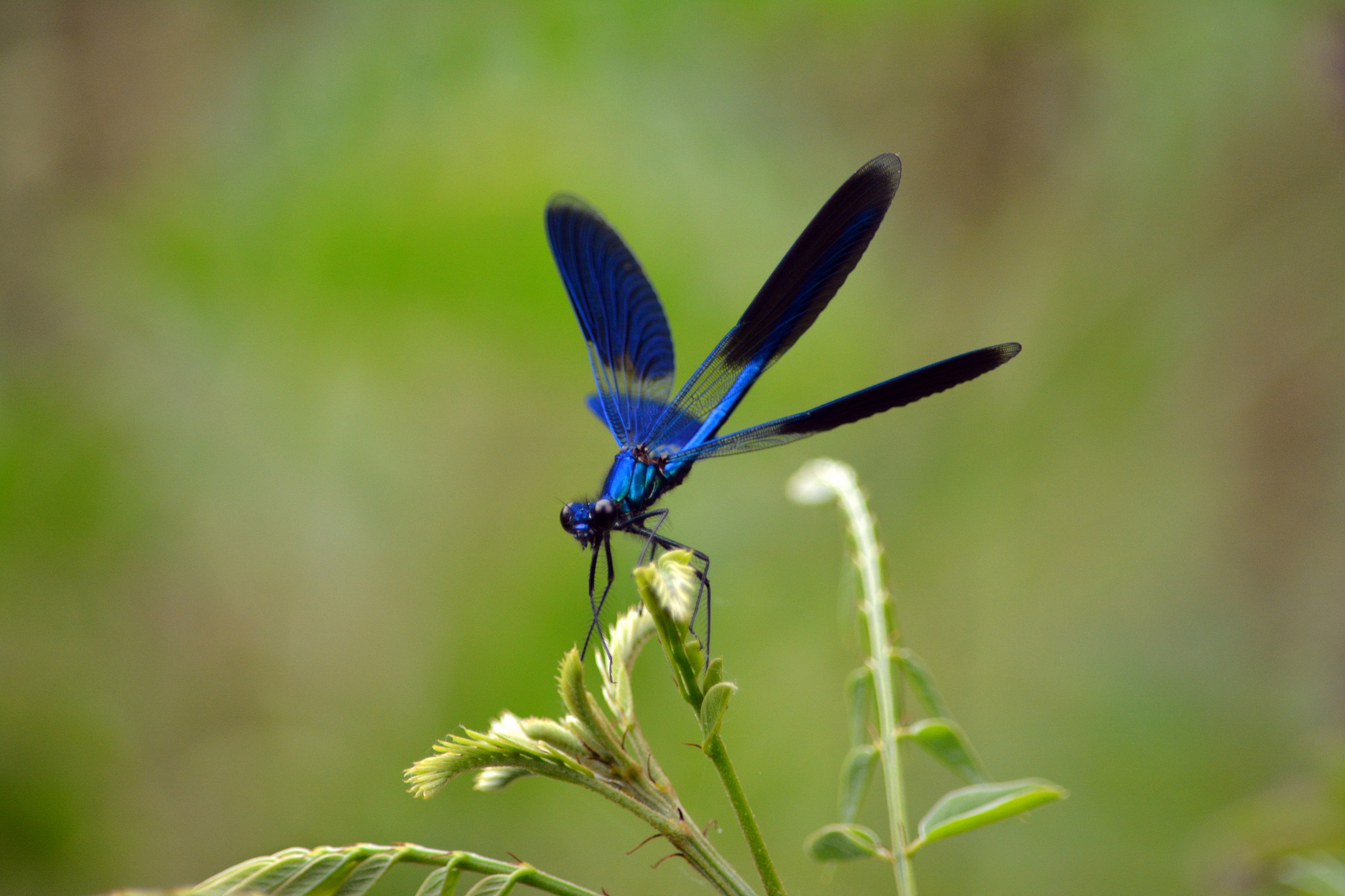 Calopteryx haemorrhoidalis