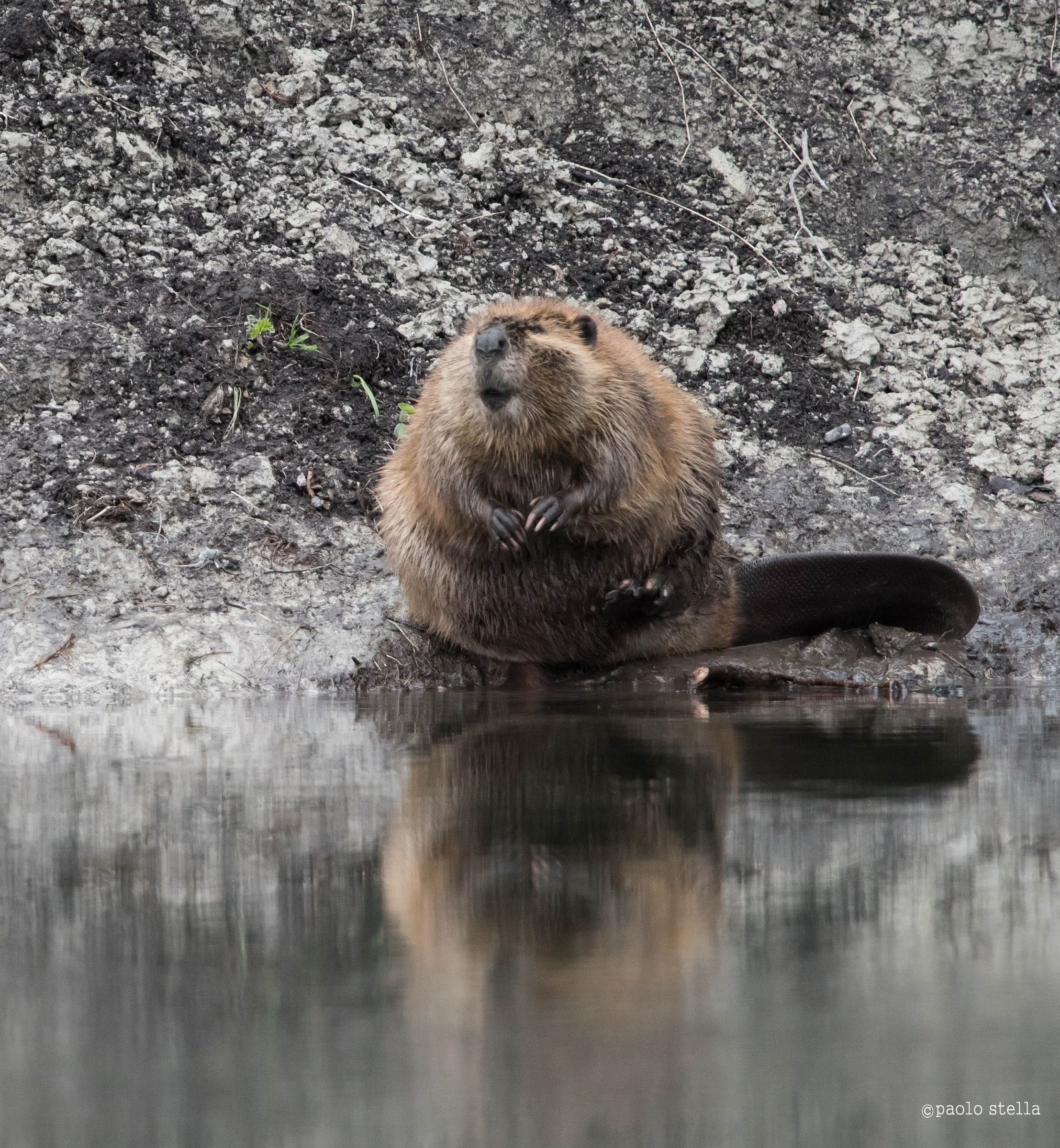 American beaver - 2