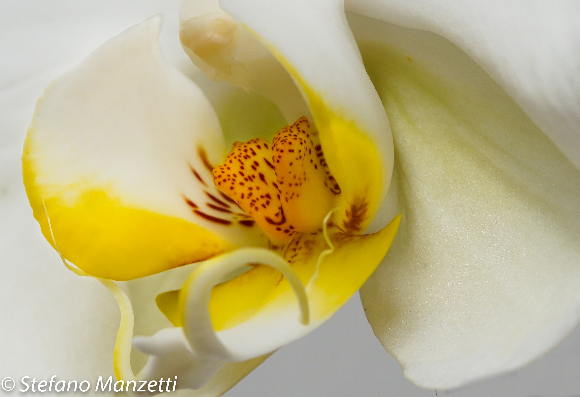 orchid