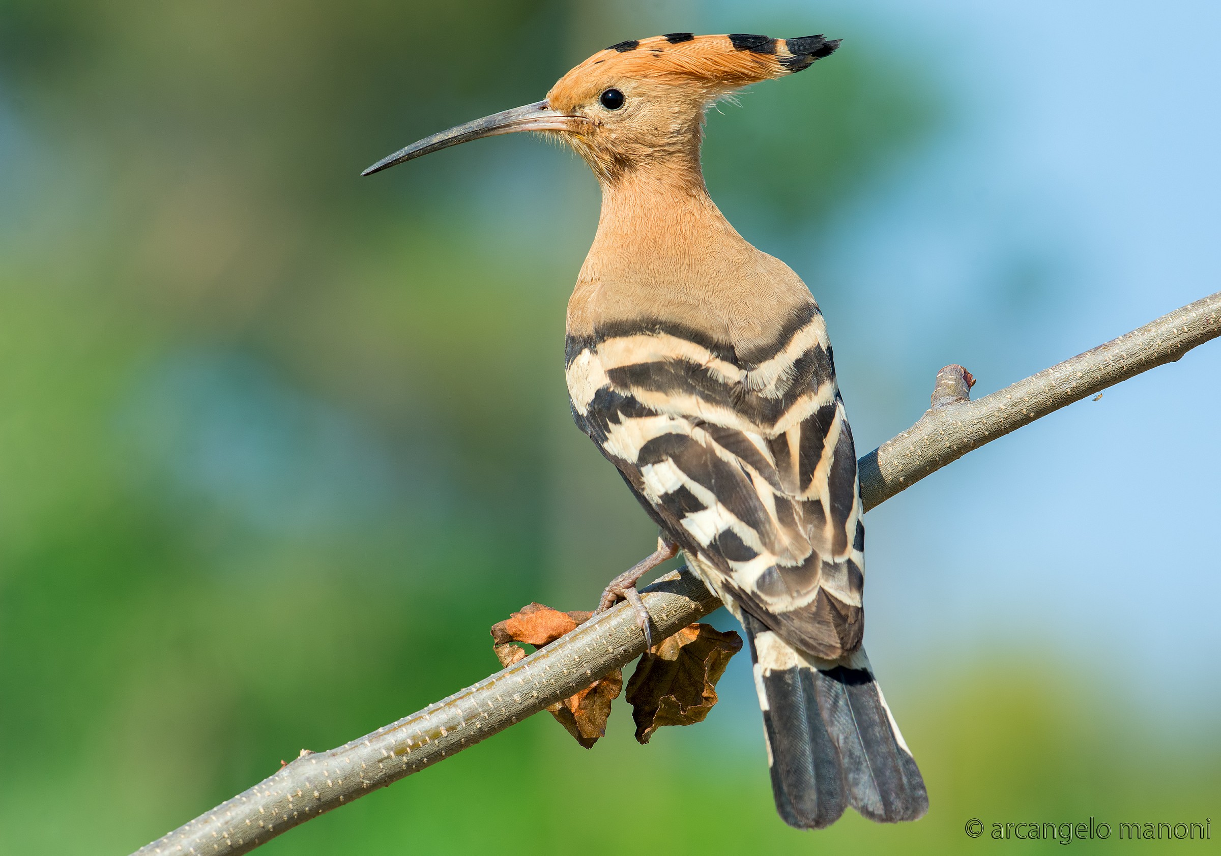 La bellezza si chiama upupa
