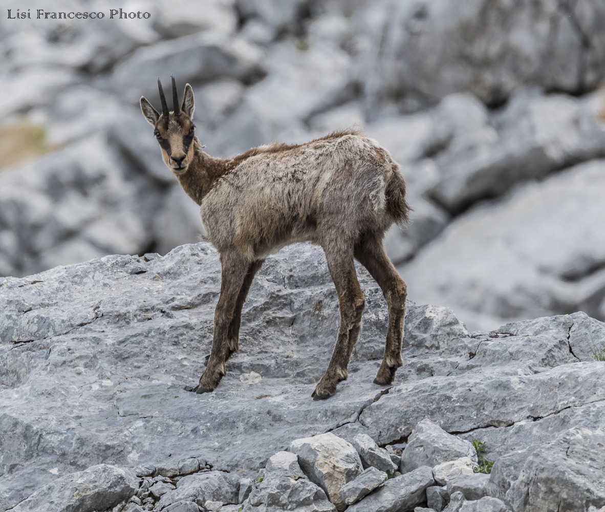 Chamois