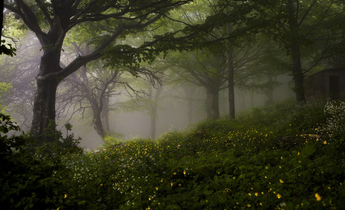 In the forest with fog