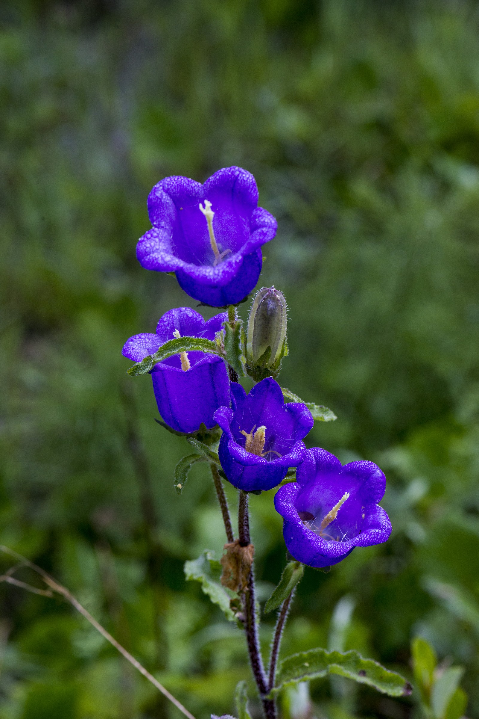 specie di campanula