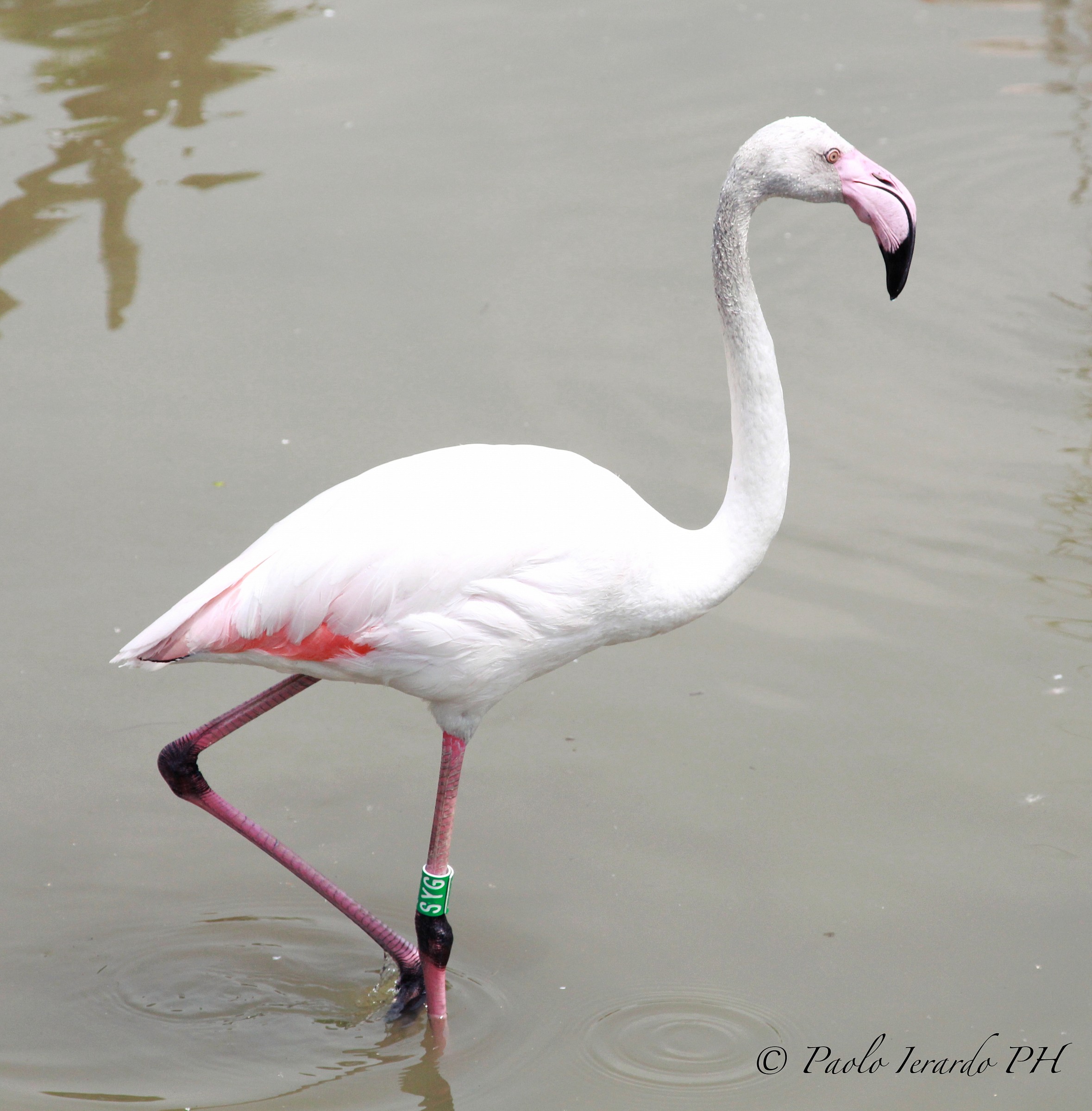 Messer Flamingo