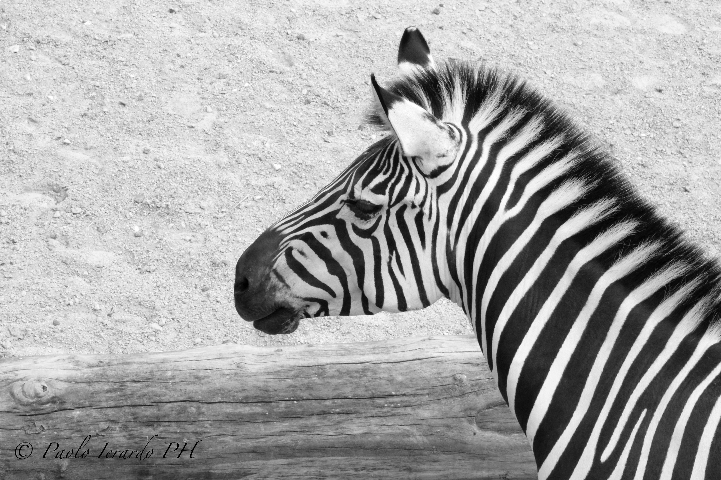 The Juventus natural