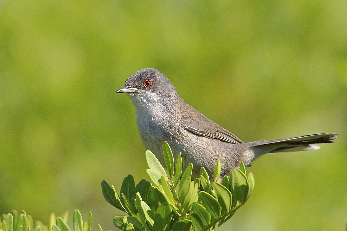 Occhiocotto (Sylvia melanocephala)