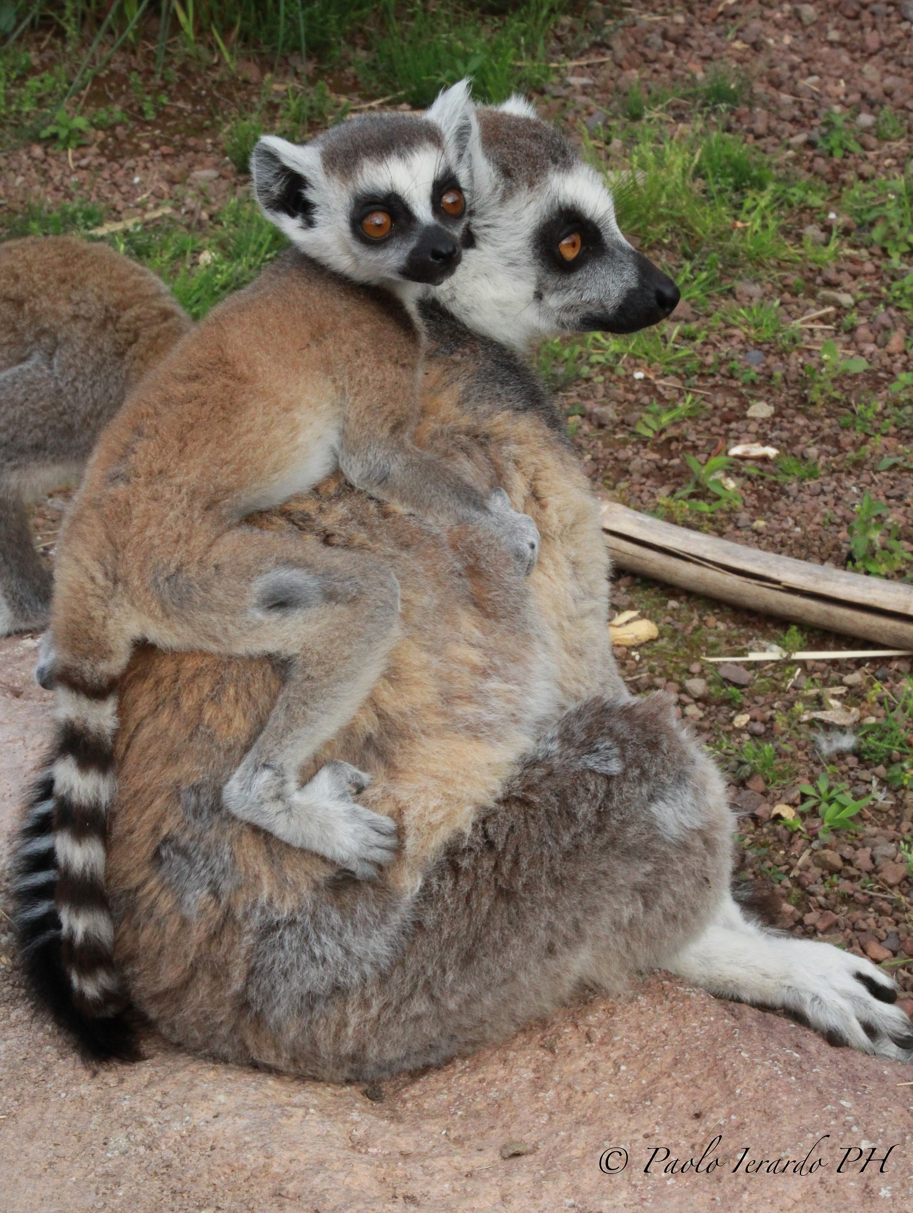 The mother is always the mother