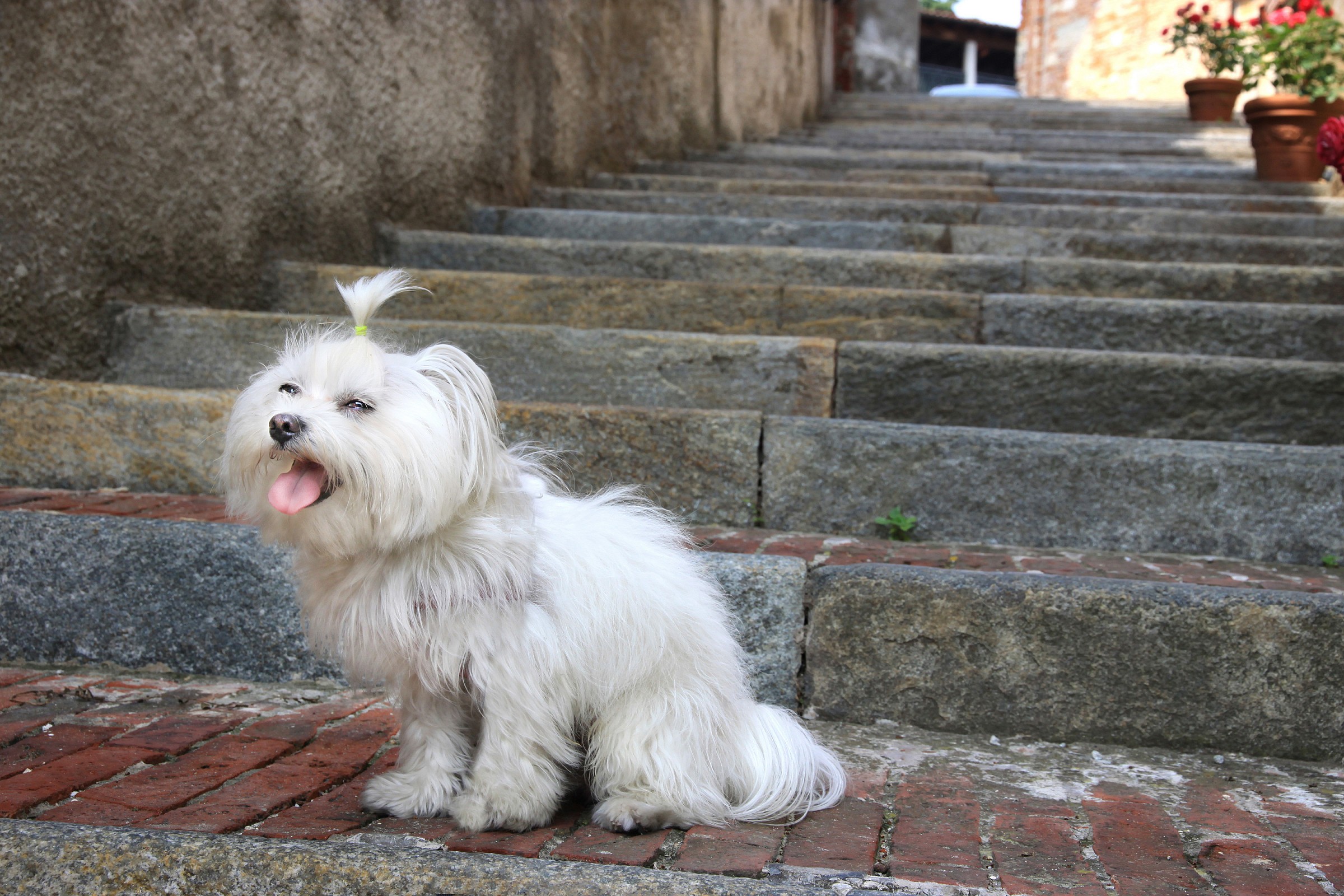 stairs? flaws you !!!!