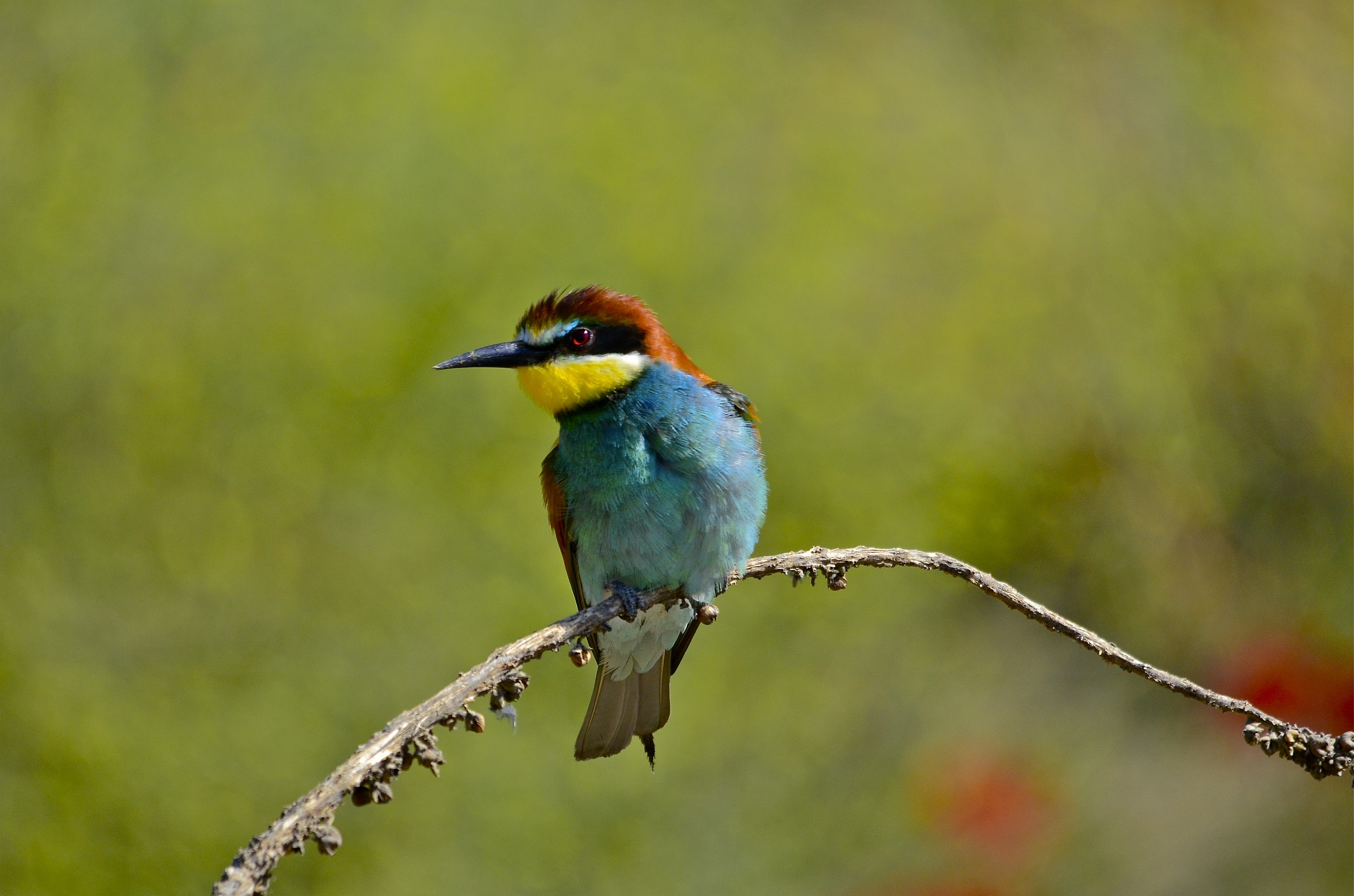 Lo so, non vanno più di moda però uno dai....G...