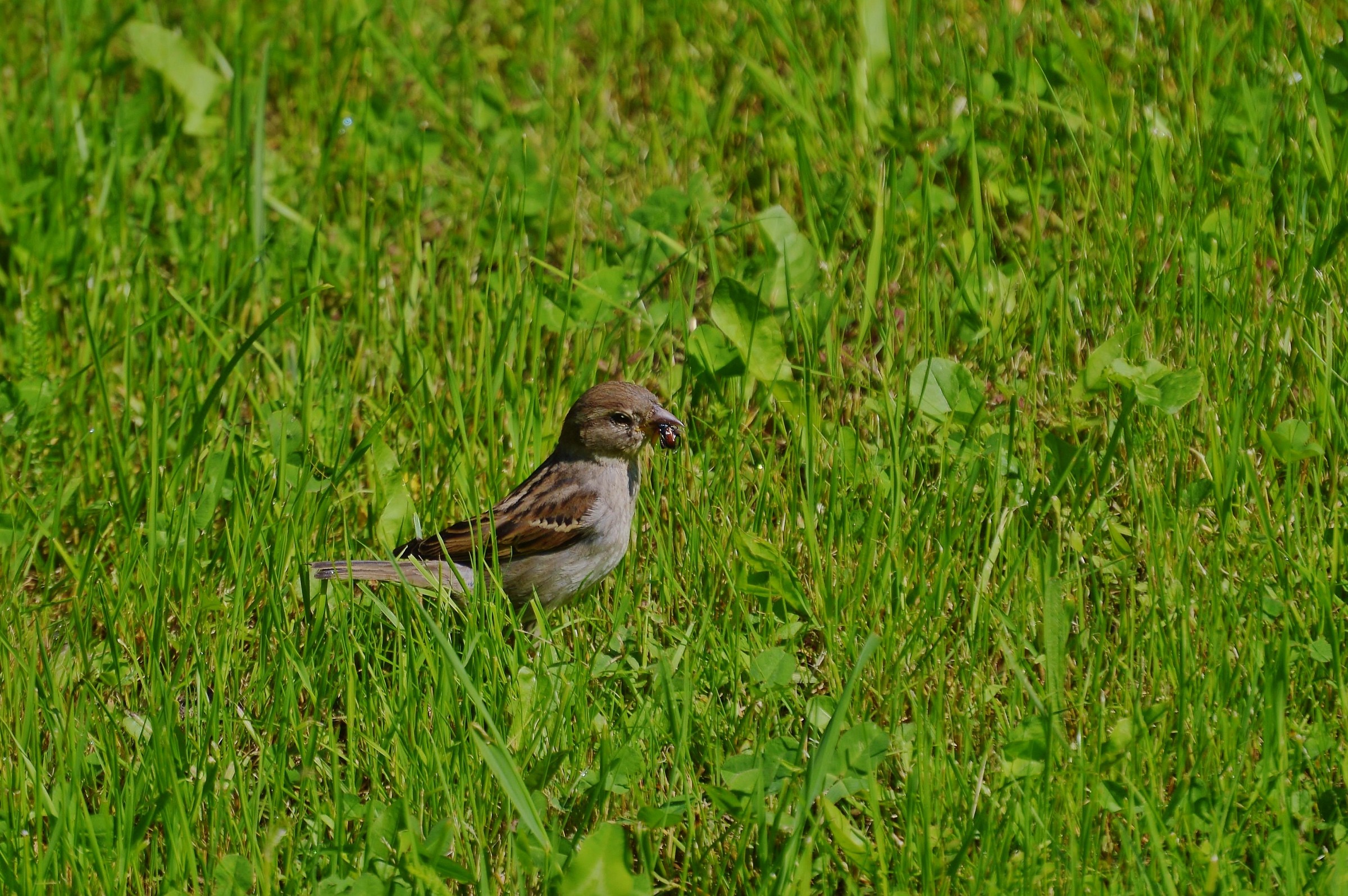 passero con maggiolino