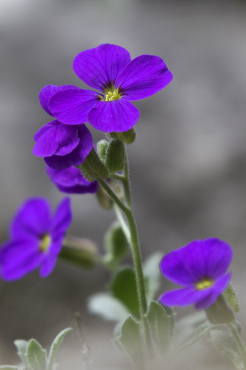 il piccolo bello....
