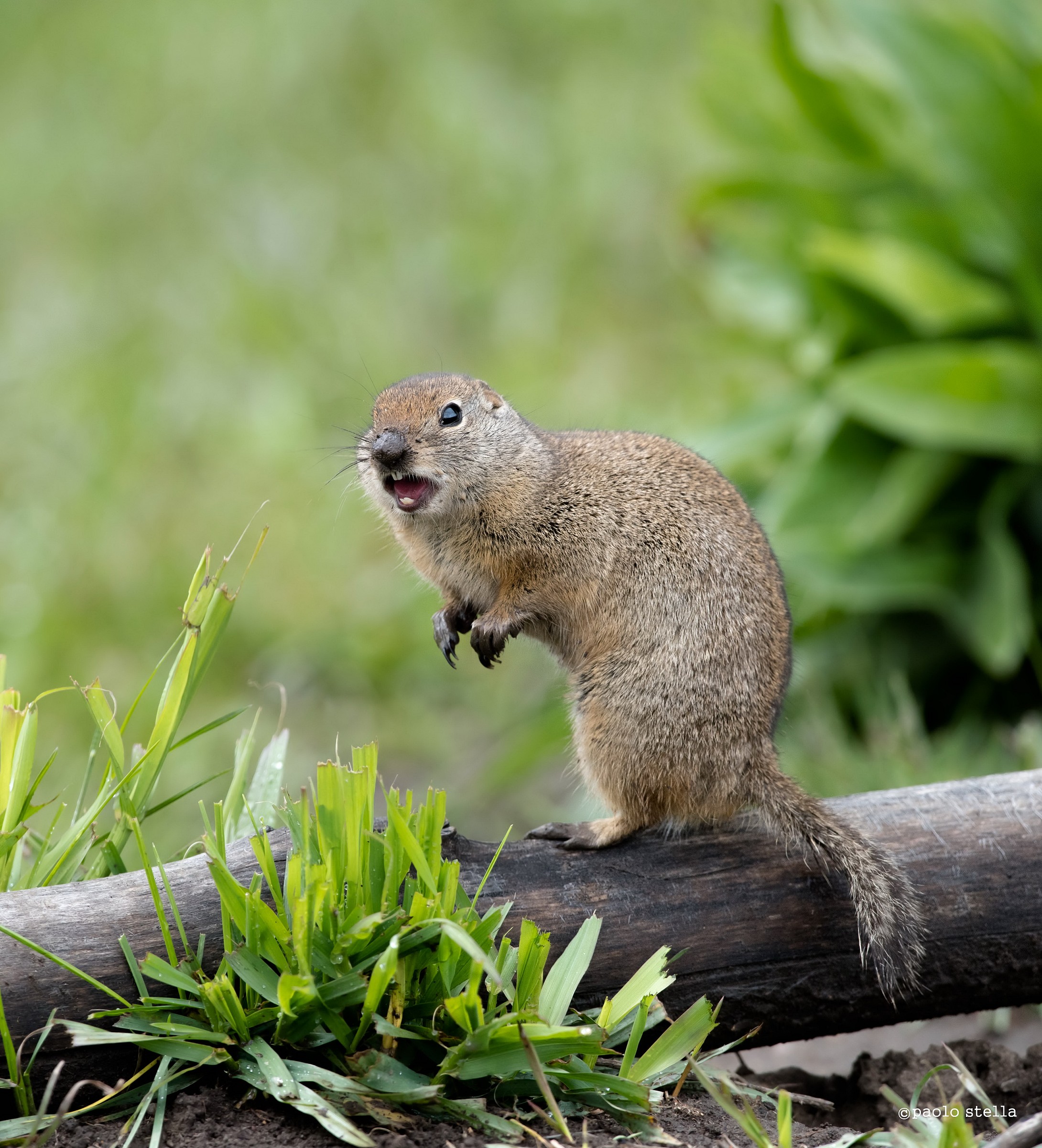Uinta ground squirrel (Urocitellus armatus)