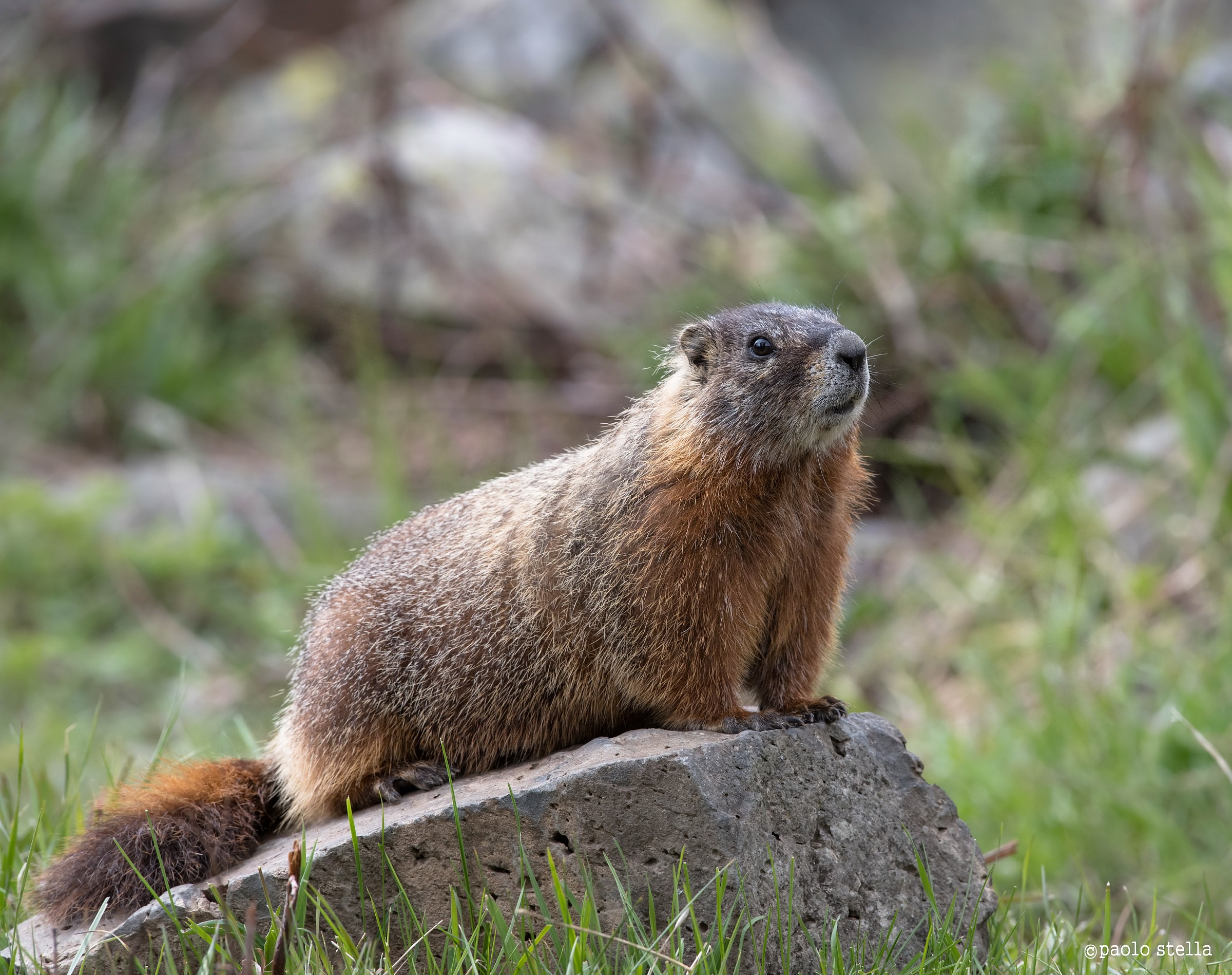 Yellow-Bellied Marmot (Marmota flaviventris)