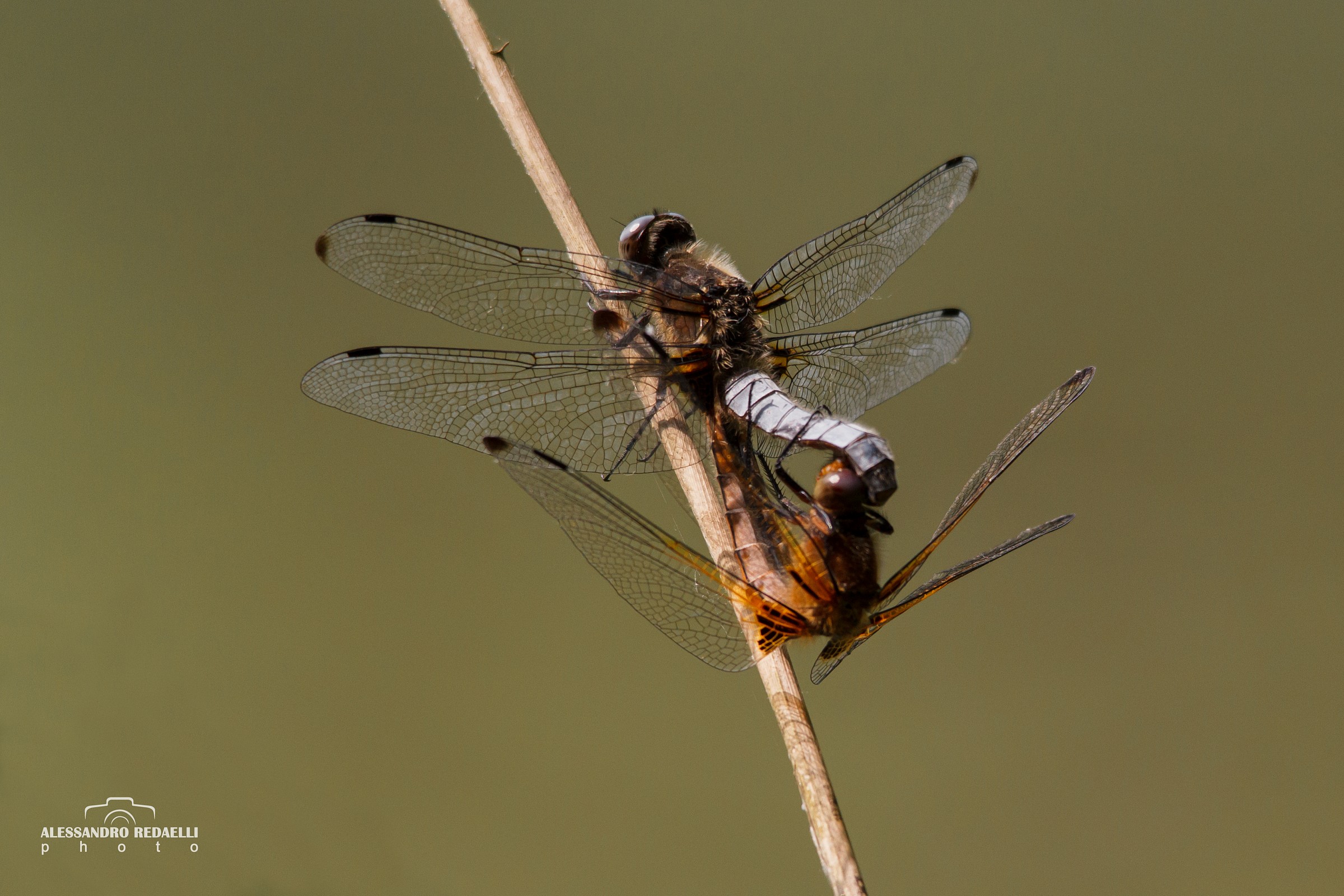 Libellule senza censura
