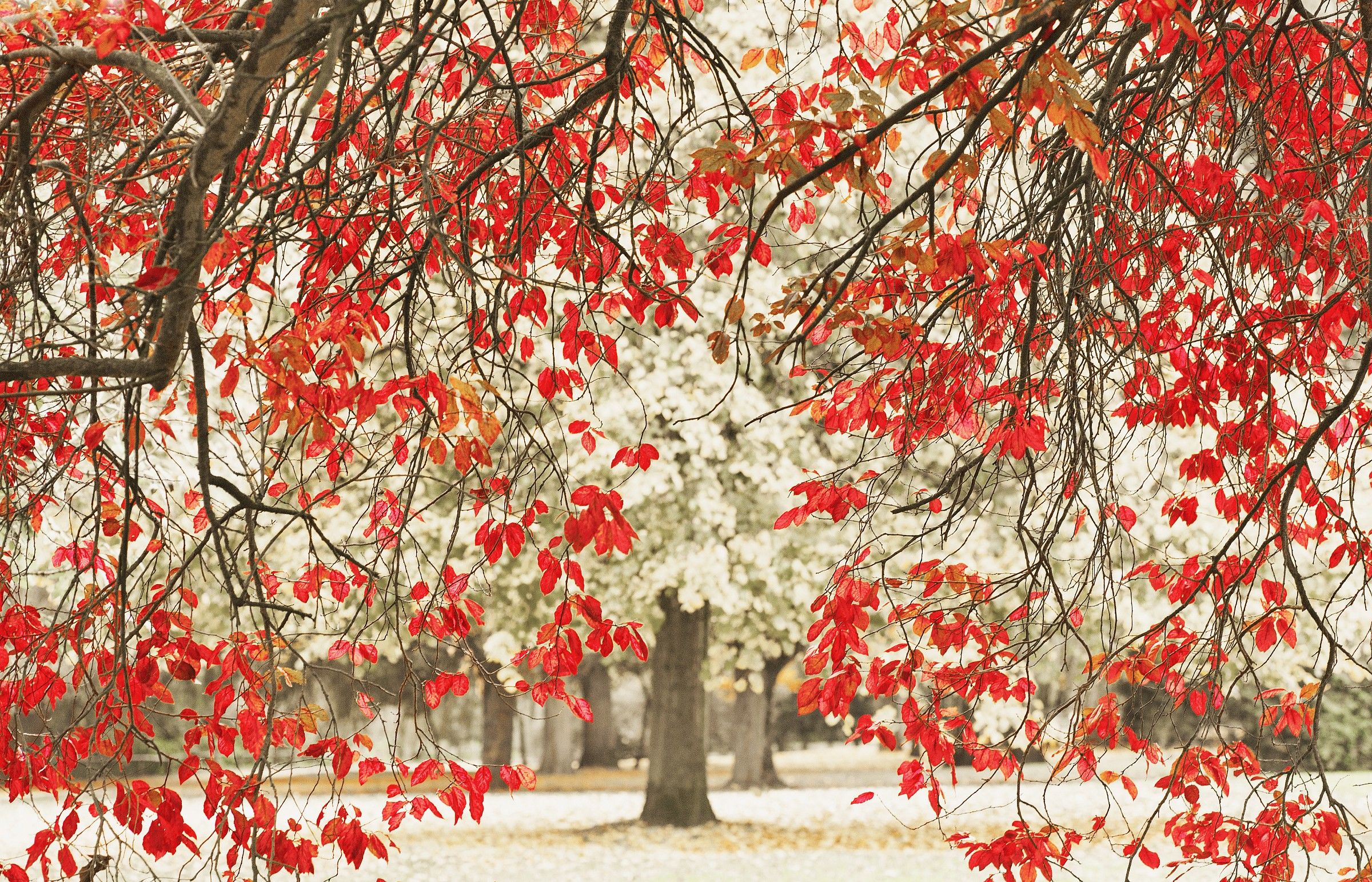 Red Leaves (Minus the Green)