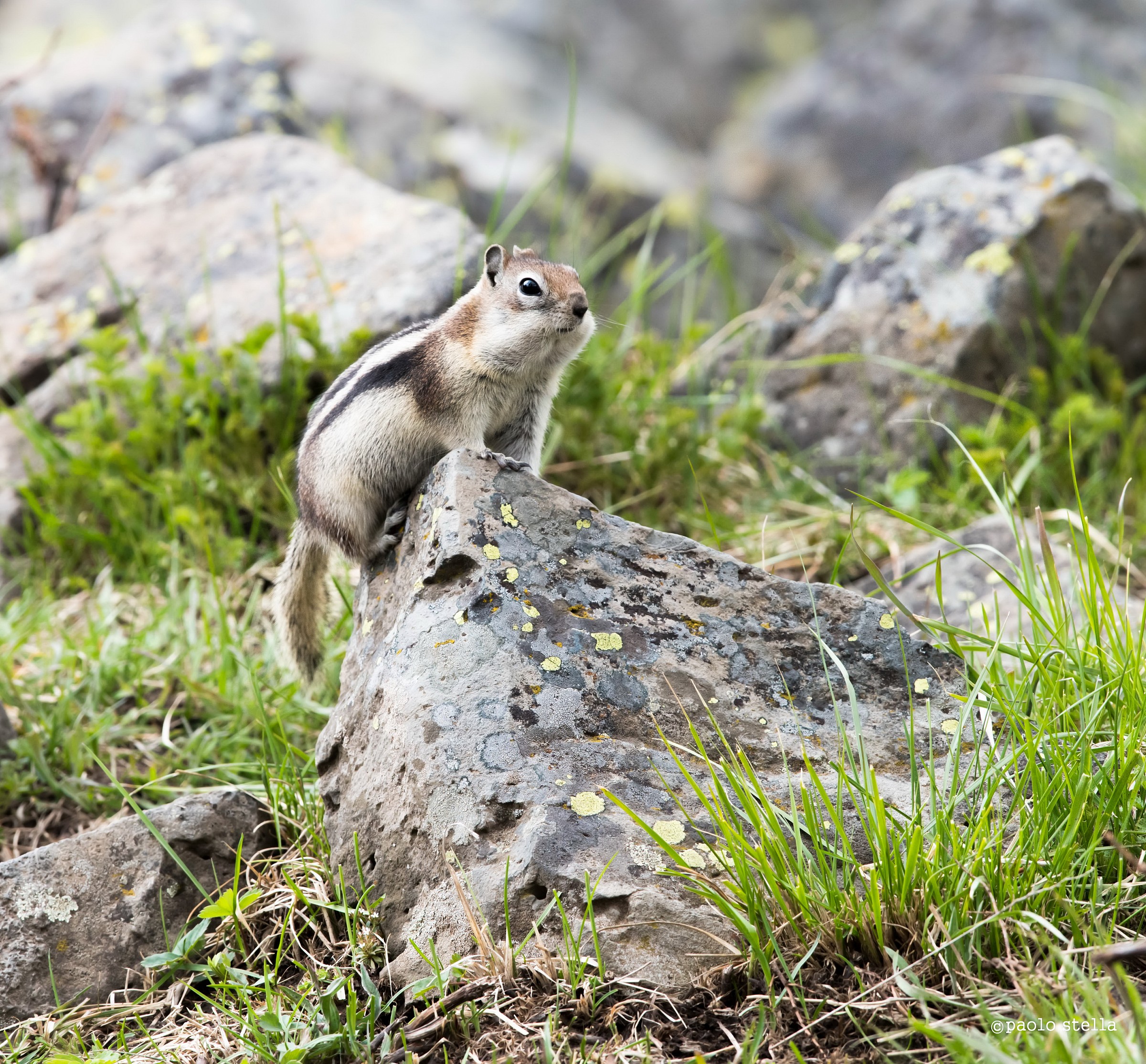 Golden-mantled ground squirrel (spermophilus lateralis)