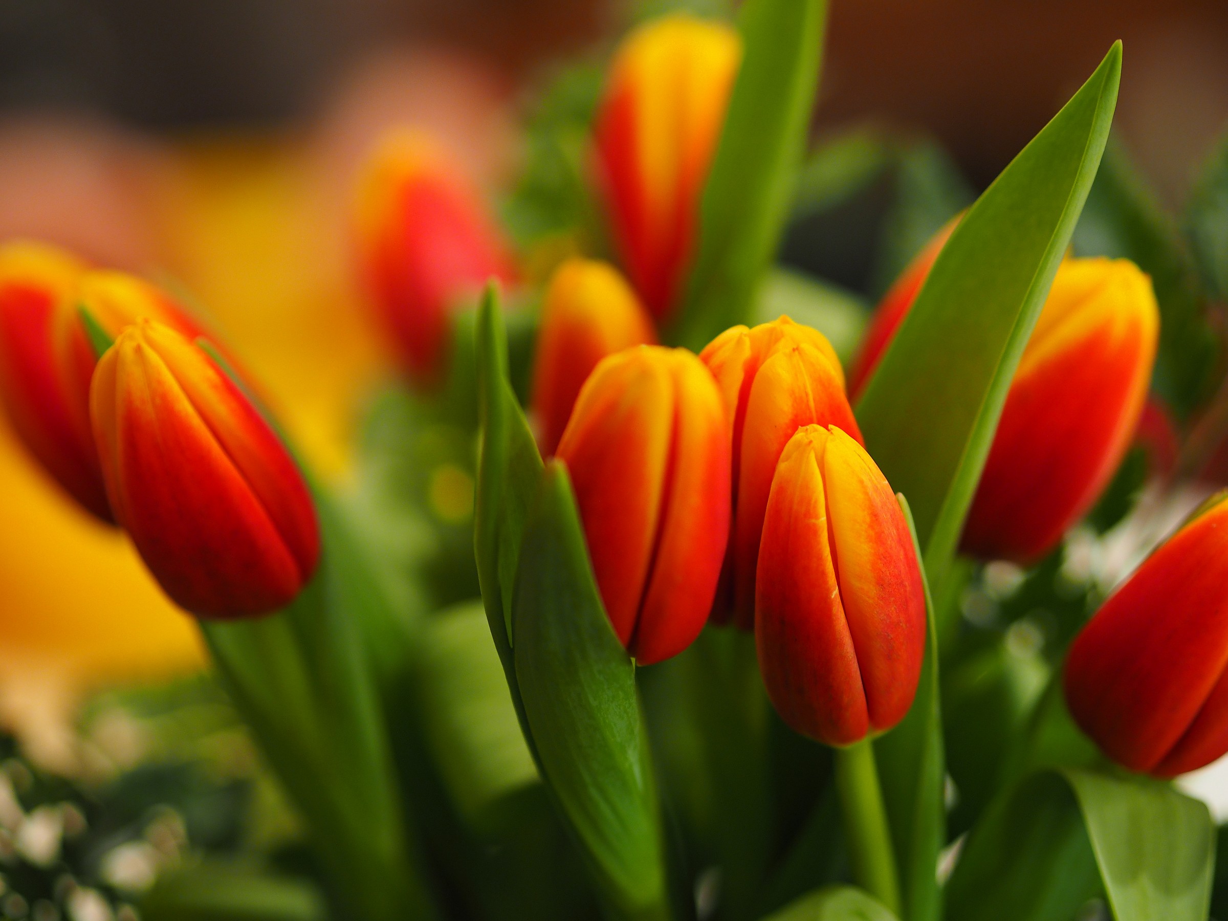 Il giallo ed il verde