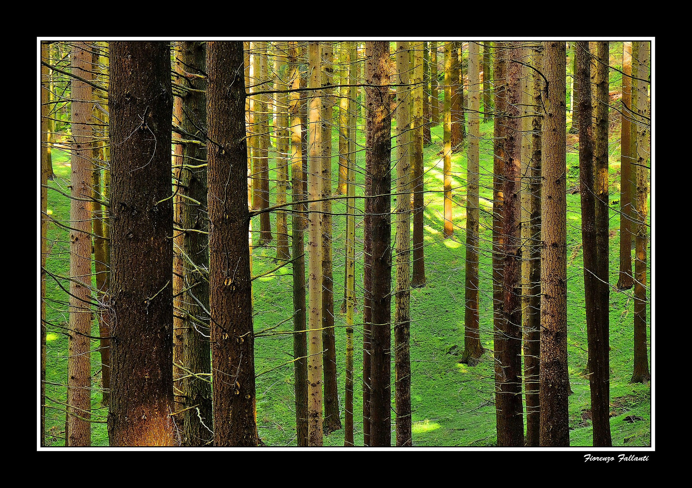 ...Primavera in Appennino Tosco-Emiliano