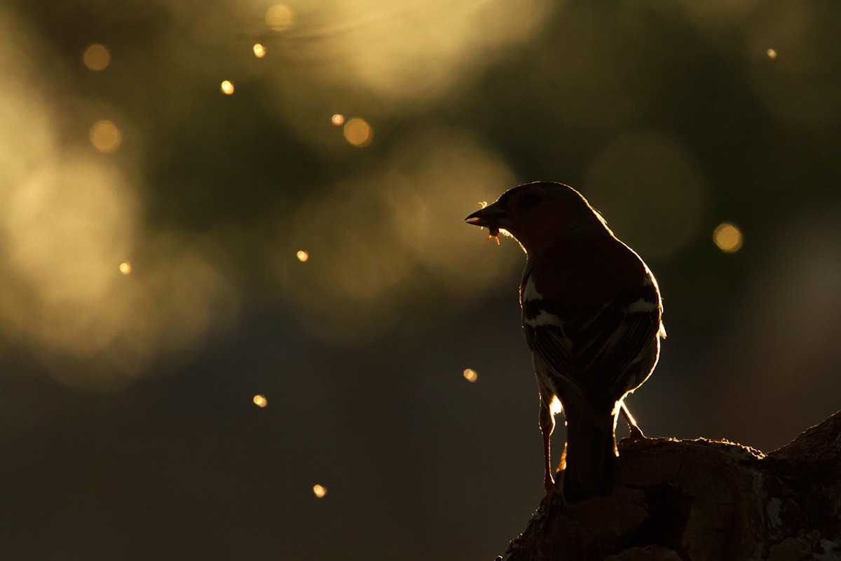 Il cacciatore di stelle