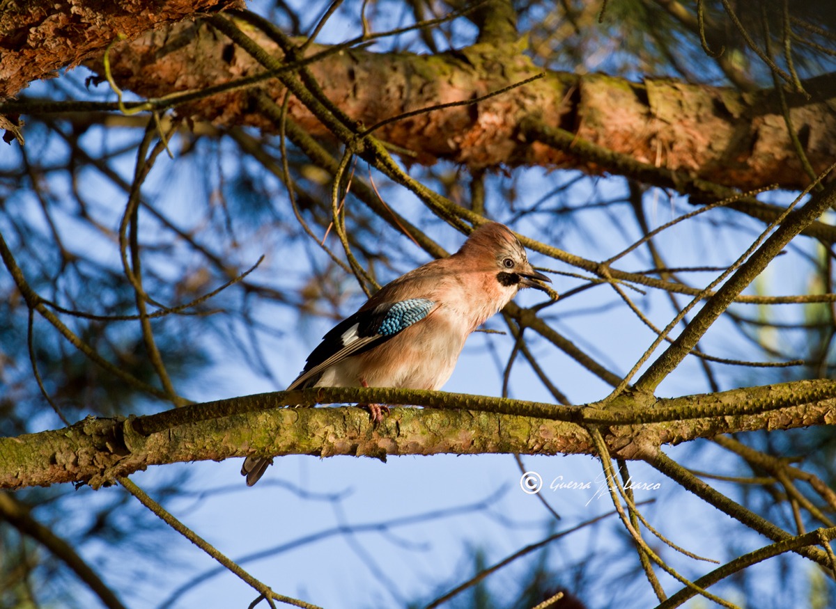 Ghiandaia nella Pineta