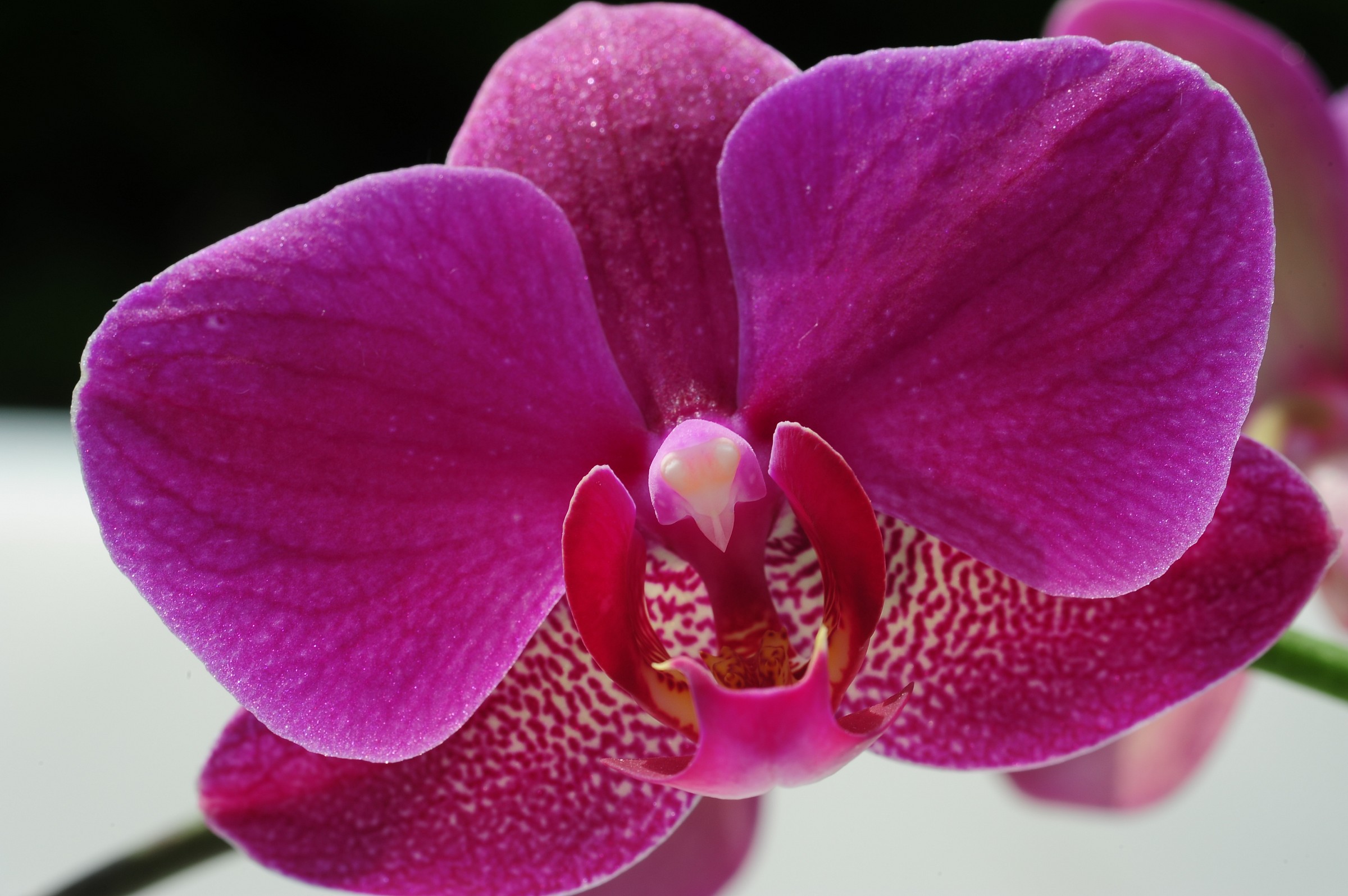orchidea 2