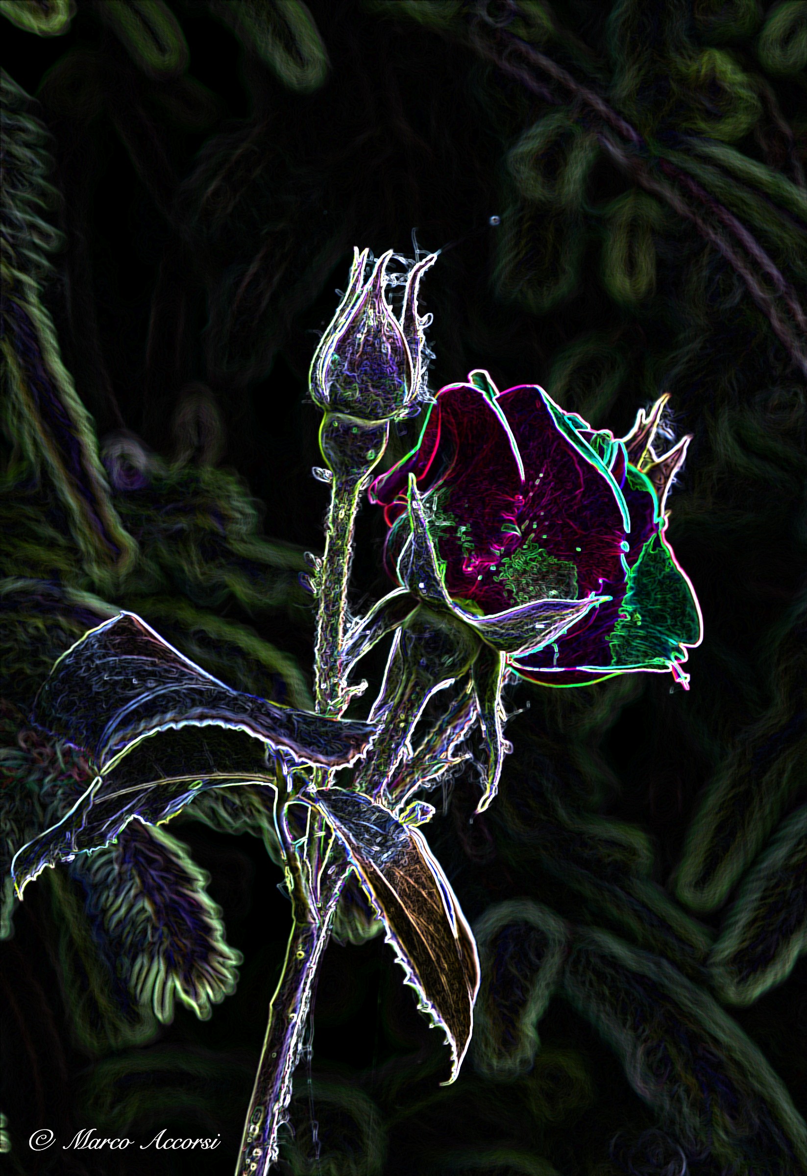 Un Rosa Vista in modo diverso