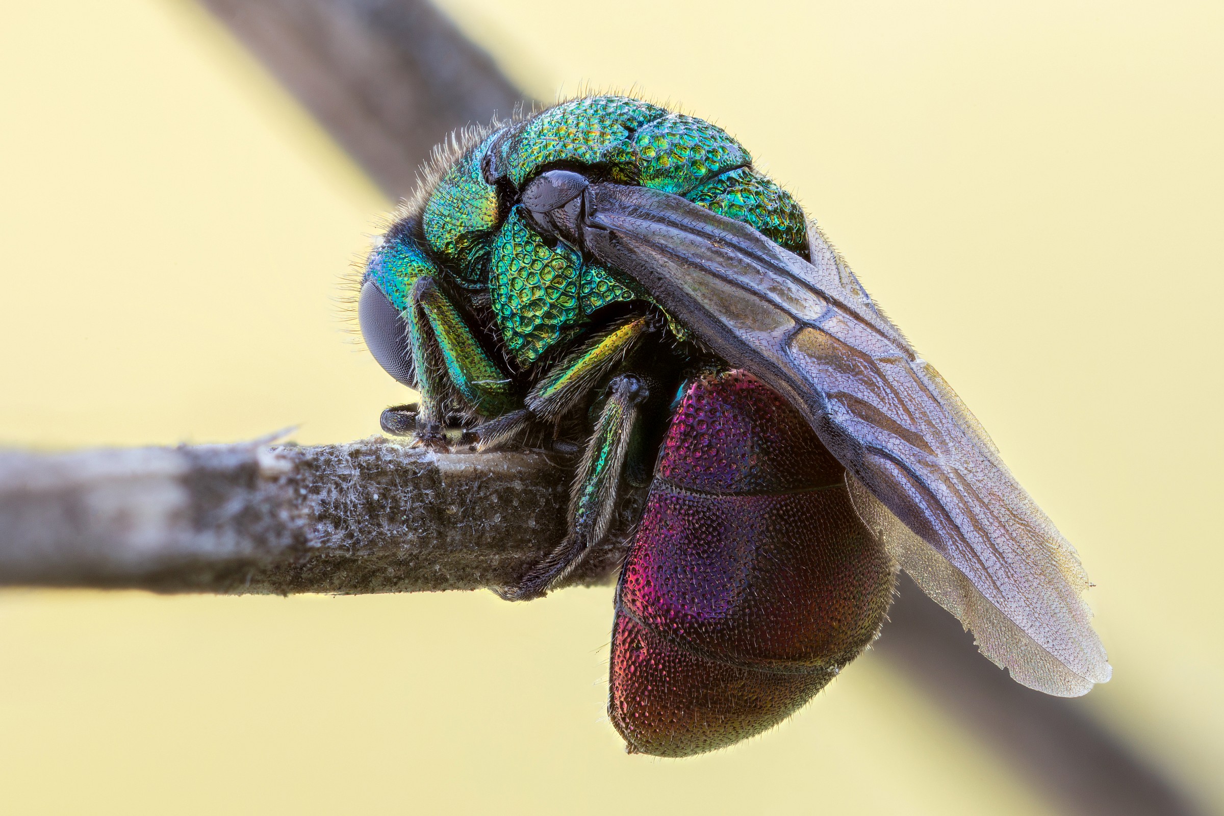 Chrysididae