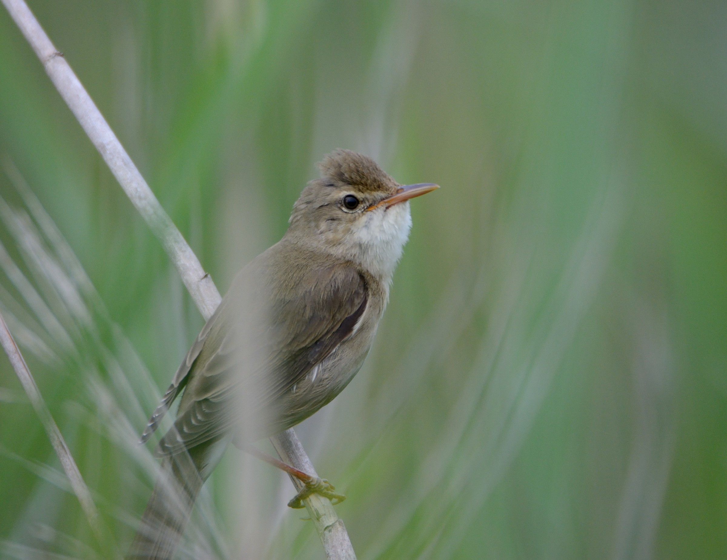 Marsh Warbler