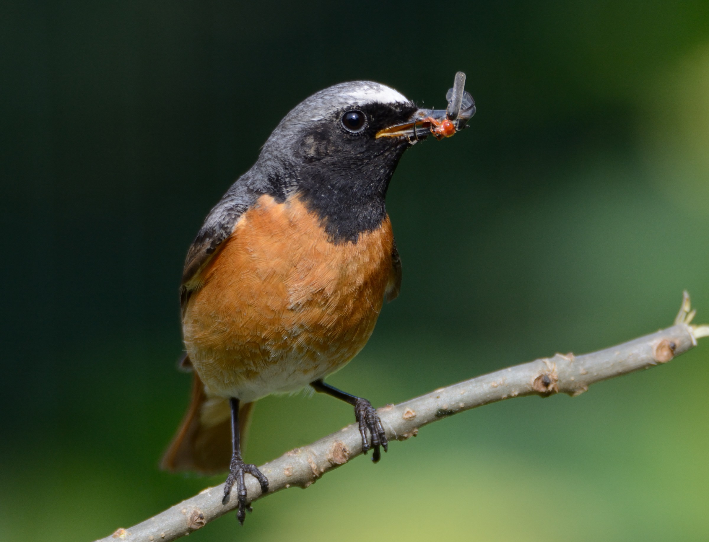 Redstart with cue