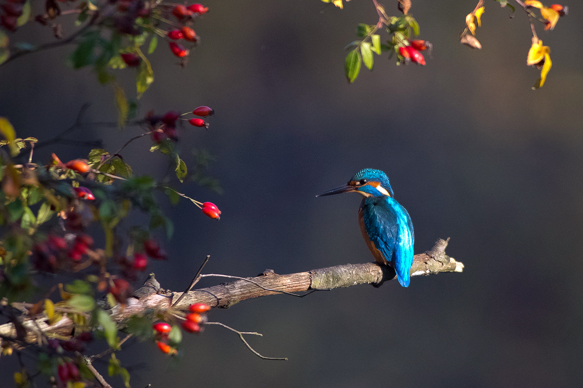 Martino tra le bacche