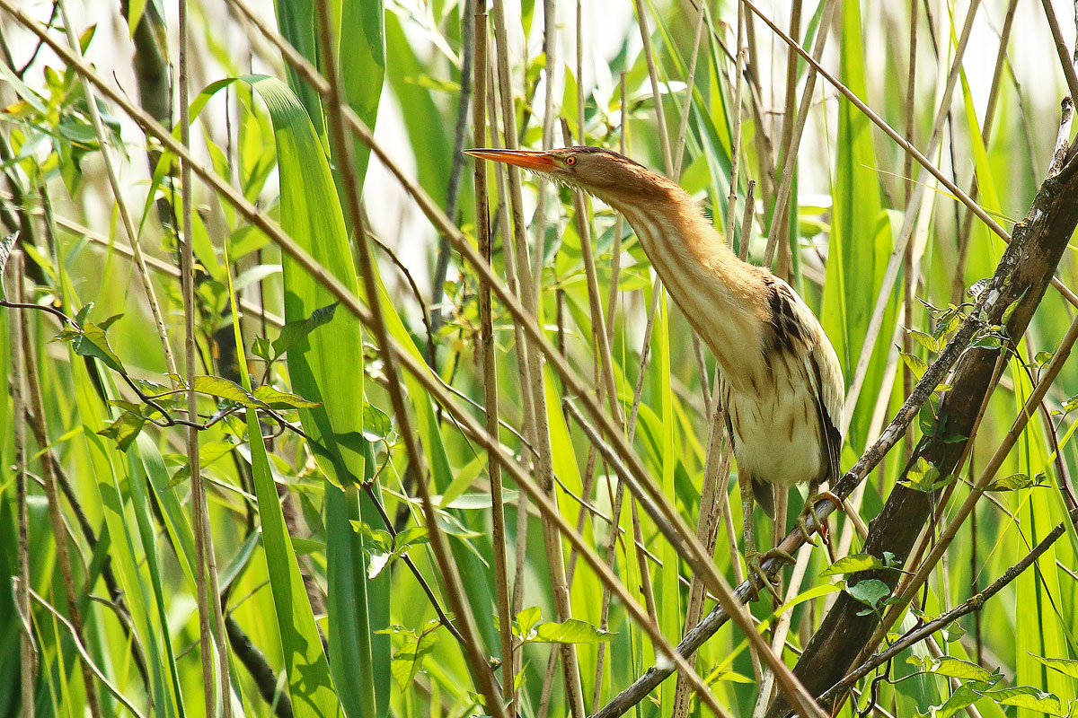 bittern
