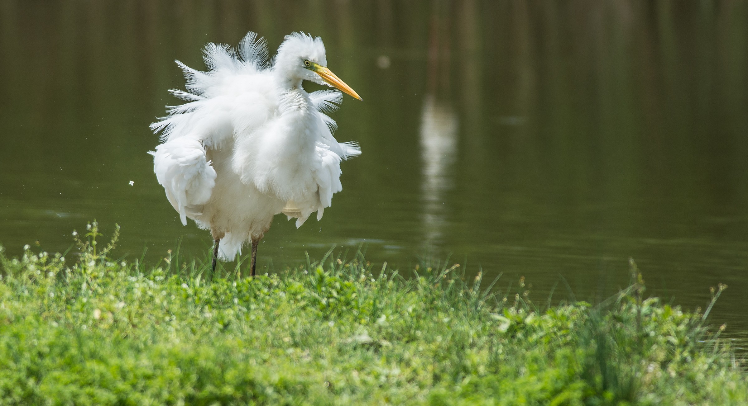 Ora sono veramente incaxxato !
