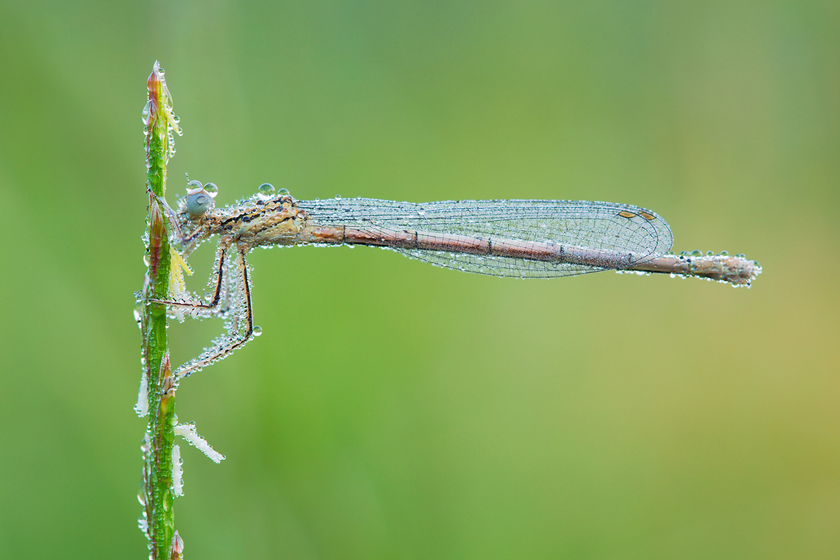 Civil Blue Damselfly