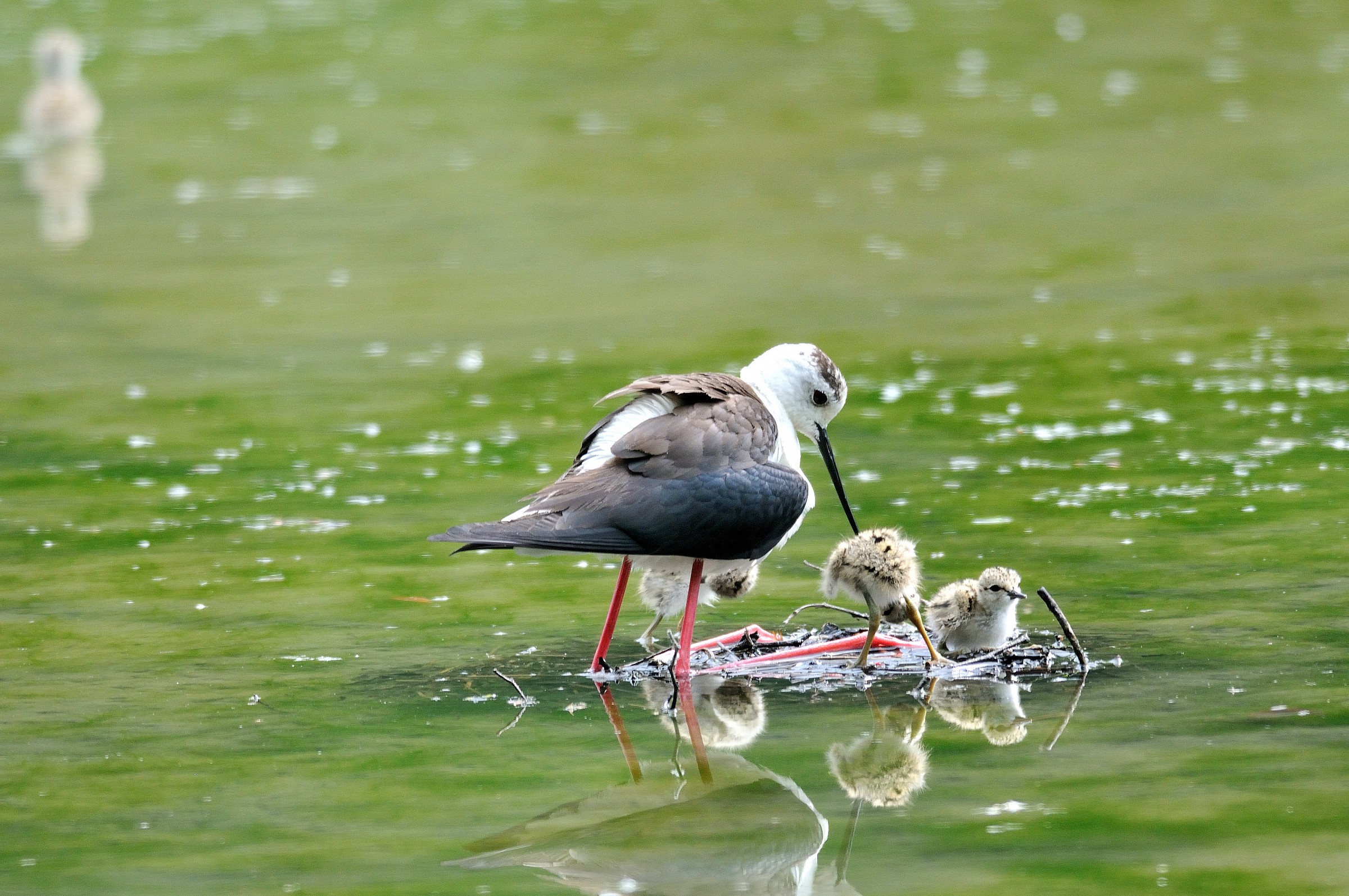 centro cicogne e anatidi racconigi