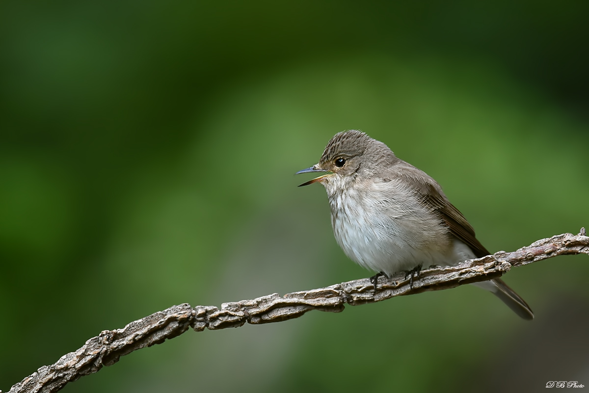 Flycatcher (Muscicapa striata)